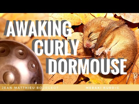 Awaking Curly Dormouse - Jean-Matthieu Bourgeot - Meraki Kurd+C Kurd9 - Handpan no PANArt Hang (HD)
