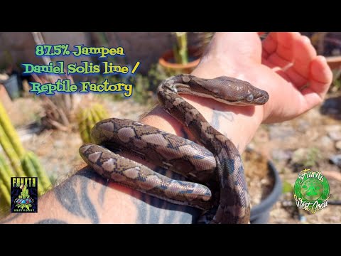 Jampea Dwarf Reticulated Python from Daniel Solis line & some Handpan