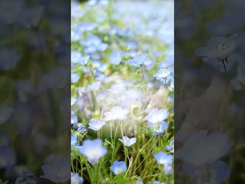 Relaxing Handpan BGM with Nemophila — Peaceful and Healing Sounds | Asato Tachibana