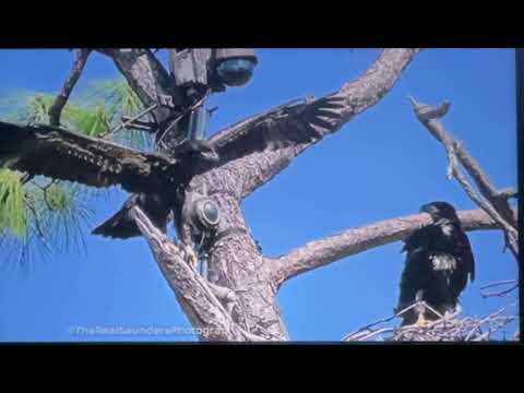 🦅 SW  FL  EAGLETS  UPDATE  🦅 … They haven’t flown yet, but it’s going to be soon!!  ☺️🛸🎶🦋