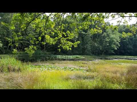 Handpan Entspannung - nature sounds - Yugen F low Pygmy