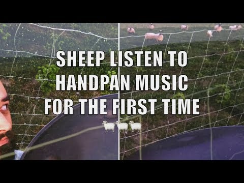 🐑🎶❤️ - HMFA N.05 - SHEEP LISTEN TO HANDPAN MUSIC FOR THE FIRST TIME - xkliber
