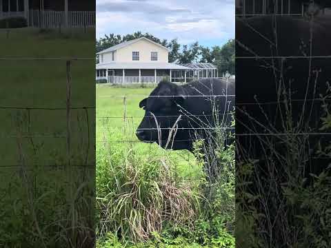 I have a bullish neighbor!!  Meet Big Man and Miss Bossy!  💕