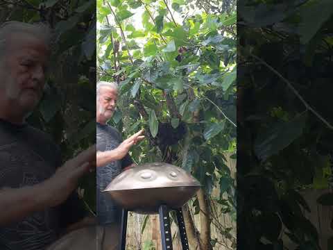 The Mulberry Bush