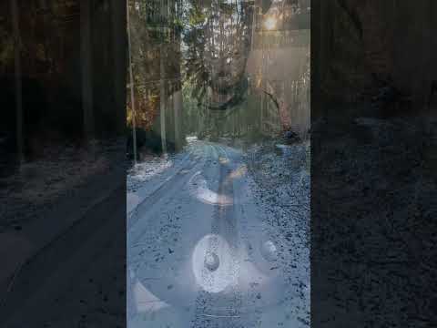 Forest on My Mind