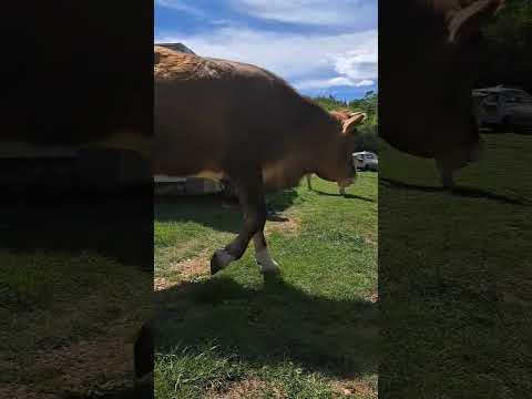 Handpan for Cows | Nature | Zrmanja | Car Field