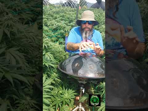 Eddie Funxta Nirvana Handpan Jam