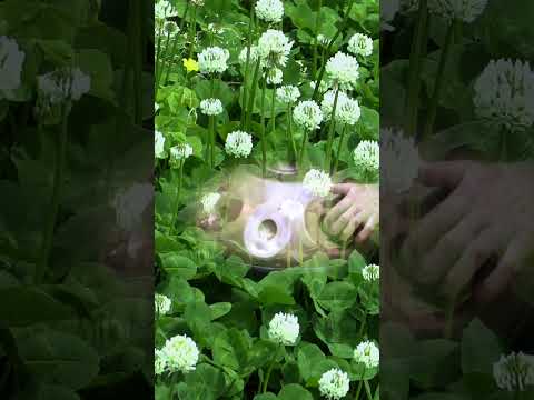 White Clover Field — A Tender Handpan Meditation | Asato Tachibana "White Clover Field"