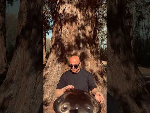 🌳 Handpan Echoes in Giant Woods ✨