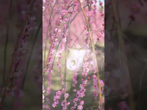 Weeping Plum Blossoms — A Graceful Handpan Meditation | Asato Tachibana "Weeping Plum Blossoms"
