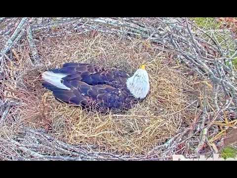 🦅…🛸🎶…The SW Florida Eagles Pip Watch has begun!!  … 🎶🛸 …🦅