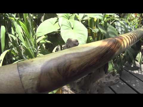 Didgeridoo from Eucalyptus Yellow Box 179cm  - D#