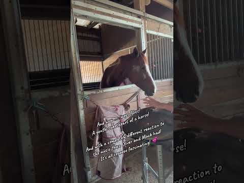 🐎💕  And THIS is Bliss …. In so many different ways! 🤗💕🛸🎶🦋