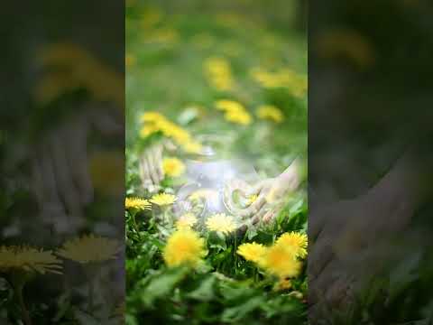 Relaxing Handpan BGM with Dandelions — Gentle and Healing | Asato Tachibana