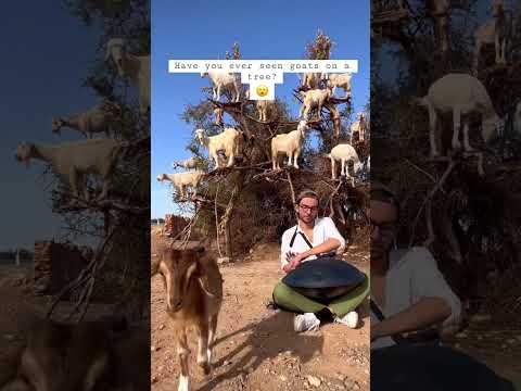 Goats on a tree [#handpan music]