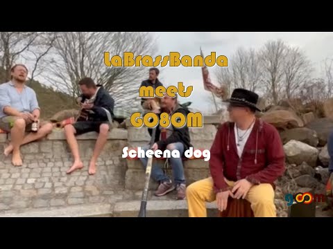 LaBrassBanda meets GO8OM  Scheena dog