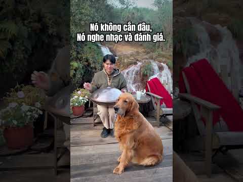 Theo bạn… nó chấm mấy điểm? 😌 #chihung #handpan #dog