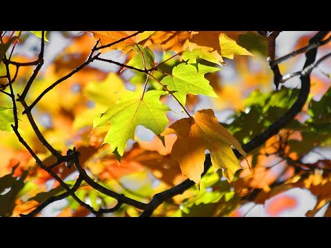 Autumn leaves - Handpan meditation for changing seasons