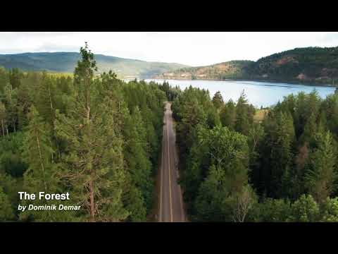 handpan meditation music | The Forest - Dominik Demar