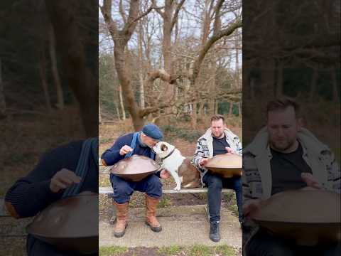 The show must go on …. 🐶 #handpanmusic #handpan  #bulldog