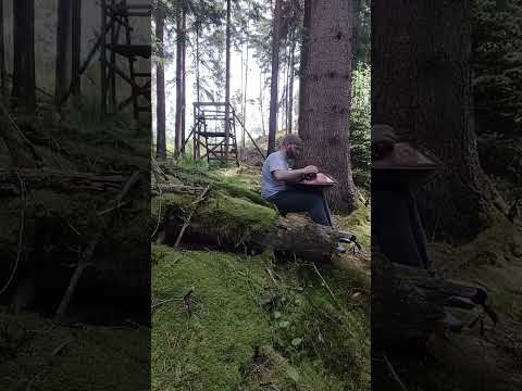 Dreamy Forest