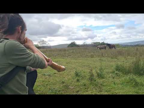 Horses loving Didgeridoo