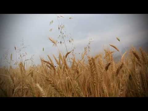 maryamrabiei_handpan هنگدرام نوازی مریم ربیعی