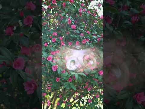 Camellia Blossoms — A Warm Handpan Meditation | Asato Tachibana "Camellia Blossoms"