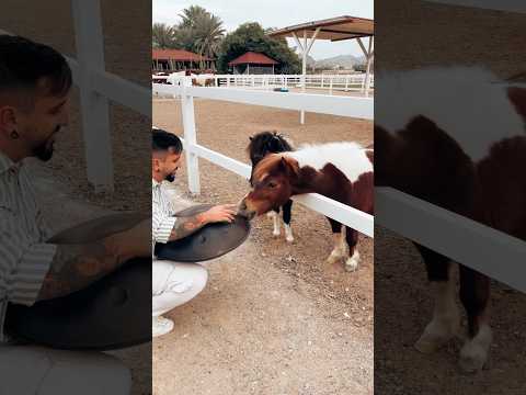 #TinyHorseTunes #LittleHorseJam #HandpanHorse #handpan #handpanandanimal #animalmusic #handpanplayer