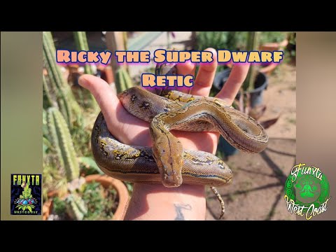 Unboxing my Super Dwarf Retic from Reach Out Reptiles