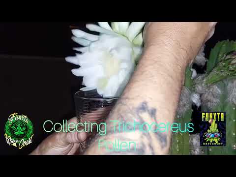 Collecting Pollen for Breeding and Handpan