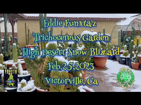 So Cal Blizzard in the Trichocereus Garden