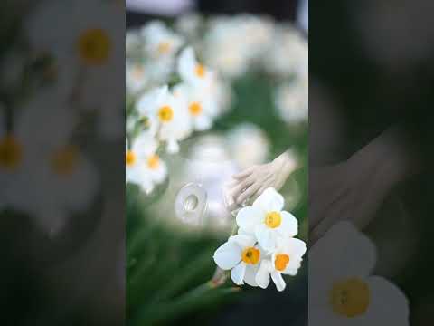 Calm Handpan Music with Daffodils — Gentle and Relaxing Soundscape | Asato Tachibana