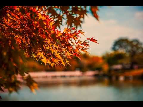Autumn Forest