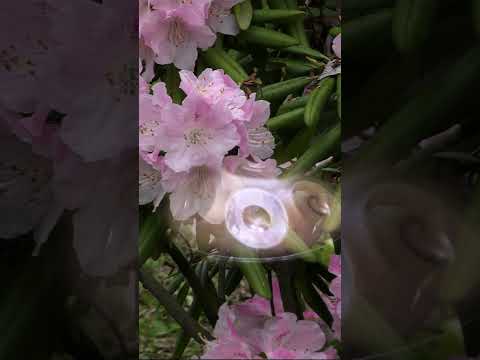 Rhododendron Blossoms — A Layered Handpan Meditation | Asato Tachibana