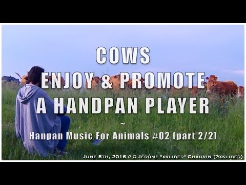 🐮🎶❤️🐮💬🐮 - HMFA N.02 part 2/2 - COWS ENJOY & PROMOTE A HANDPAN PLAYER!