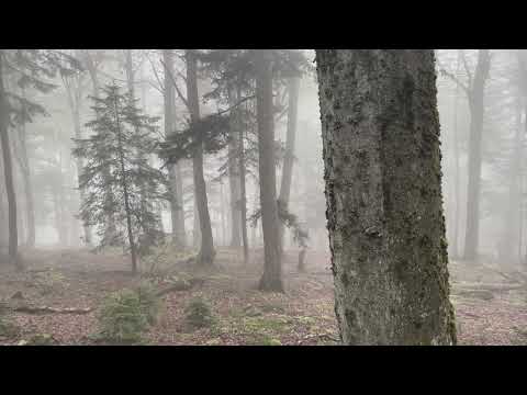 Nebelwald. Mist forest. | Handpan Battiloro F2 Low Pygmy