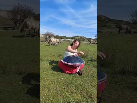 Handpan Meditation Music with wild horses