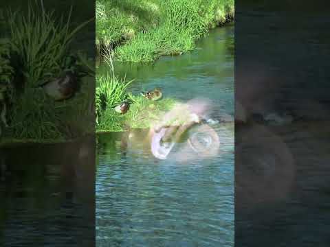 Flowing River — A Moving Handpan Meditation | Asato Tachibana