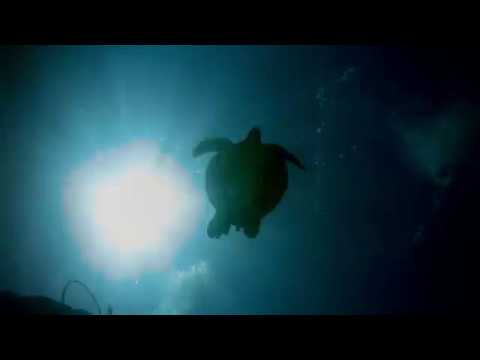 Animal Divers(애니멀다이버스) - 2017 Panglao Bohol trip