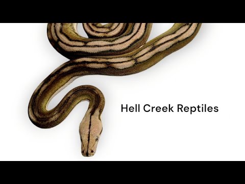 Handpan Jam & Shabba the SD Reticulated Python 50% Kalaotoa Motley Tiger Anery