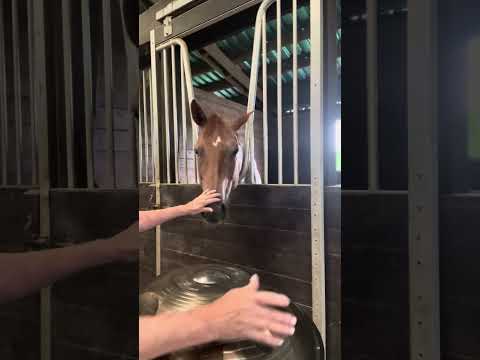 πΈπΆ π Meet Lottie, a sweetheart of a horse from Pine Ridge Farm, Naples, FL π β¦ ππΆπΈ