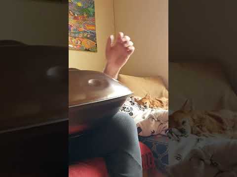 Chihuahua Lullaby I Daddy O Dank I Yishama I F2 Pygmy