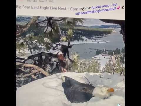 🦅 🎶🛸 Have missed filming our local eagles (camera down) so viewed a few older ones instead… 🦅