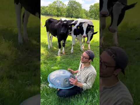 Handpan & Cows 😂
