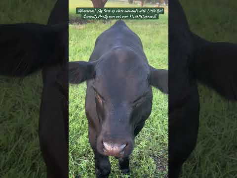 🛸🎶 🤗 I love moments like this in life!!  Meet my neighbor Little Bit!!  🐂  .. 💕 … 🎶🛸