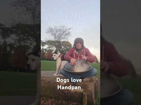 Pan in Park #foryou #handpan #fyp #dogs #dog #short #shorts #reels #réel #yogi #yoga #park #relax