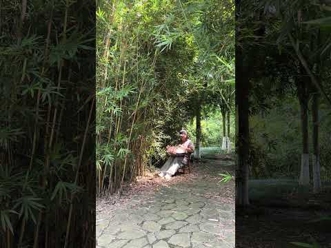 50 秒！喚醒你愛上手碟的自由律動50‑second Free‑flowing Handpan Rhythm#handpan#music#youtubeshorts