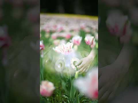 Gentle Handpan BGM with Tulips — Perfect for Relaxation and Focus | Asato Tachibana