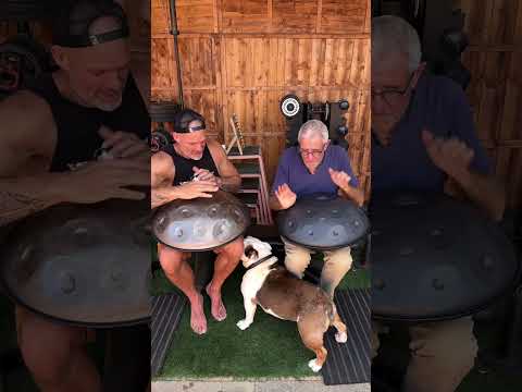 When your dog needs a cuddle … #handpan #handpanplayer #bulldog